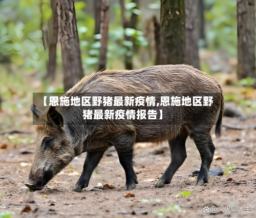 【恩施地区野猪最新疫情,恩施地区野猪最新疫情报告】-第2张图片
